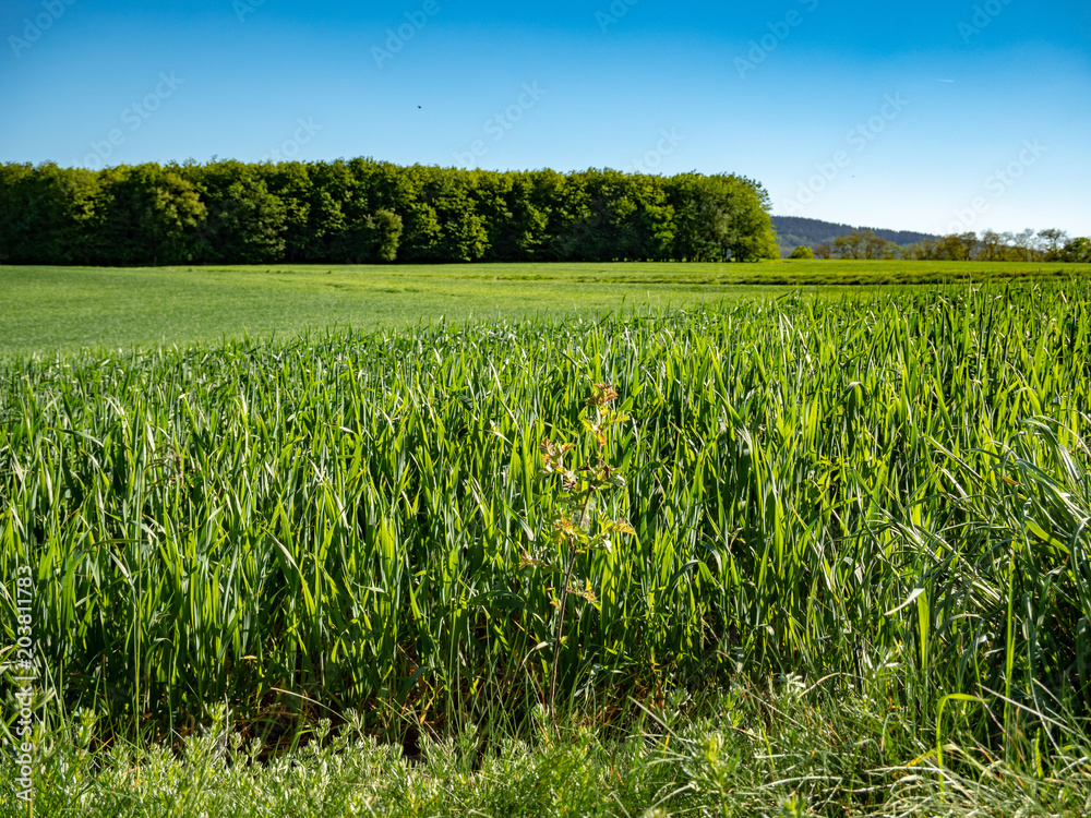 Fototapeta premium Feld