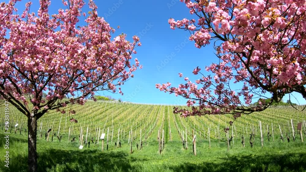 Blüten von Japanischer Zierkirsche, Prunus serrulata, Weinberg, Rheingau, 4K