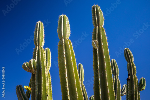 Huge green cactus on blue sky background in Israeli Desert