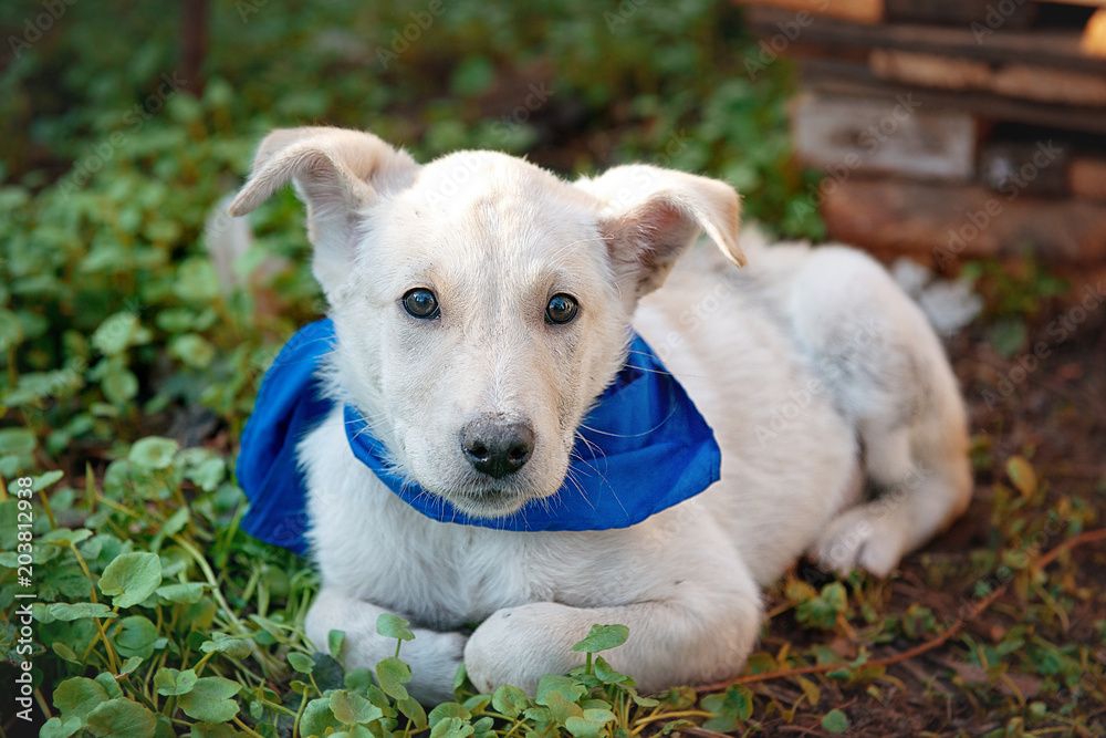 A sad white mongrel lies on the green grass on a summer day.