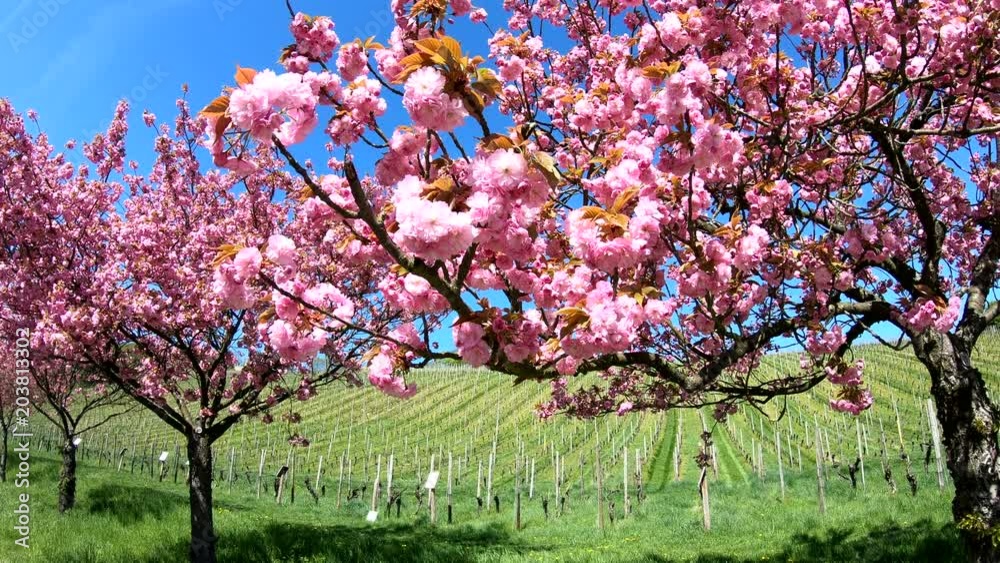 Blüten von Japanischer Zierkirsche, Prunus serrulata, Weinberg, Rheingau, 4K