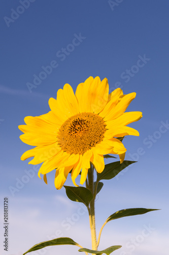 Sommer der Sonnenblume