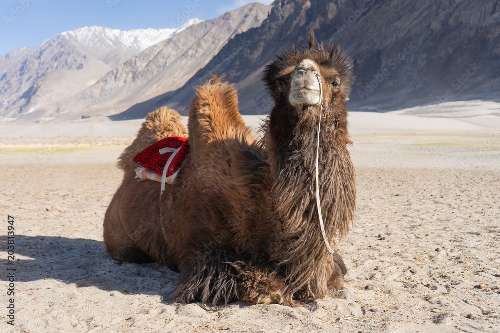 Double hump camel sitting on a desert and look at camera in Nubra Valley,Leh Ladakh, India, This is the famous camel riding activities for tourists Stock Photo | Adobe Stock Double hump camel sitting on a desert and look at camera in Nubra Valley,Leh Ladakh, India, This is the famous camel riding activities for tourists Stock Photo | Adobe Stock
