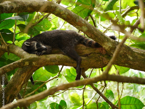 Waschbär schlafend auf Baum