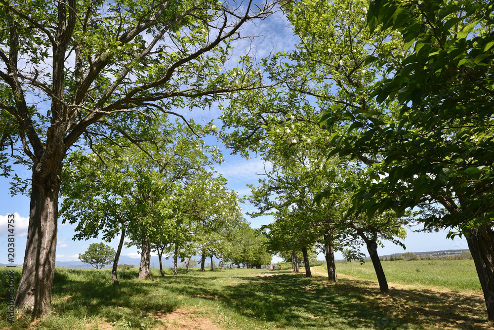 Allée d'acacias au printemps
