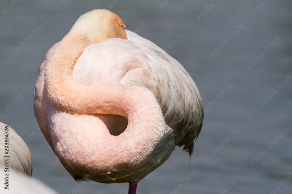 Fototapeta premium flamingos in the Camargue