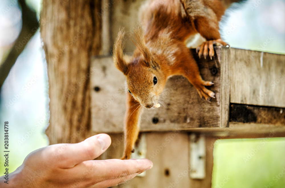 A red squirrel takes a nut from a man's hand.
