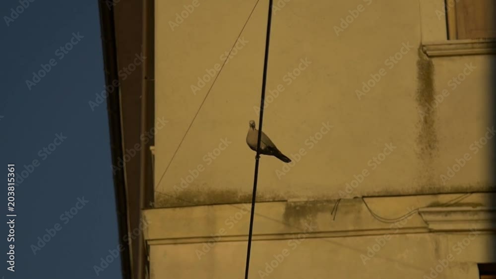 Piccione su corda