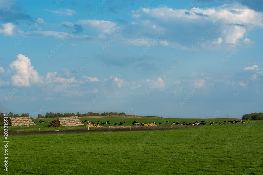 Obraz premium cows in the fields