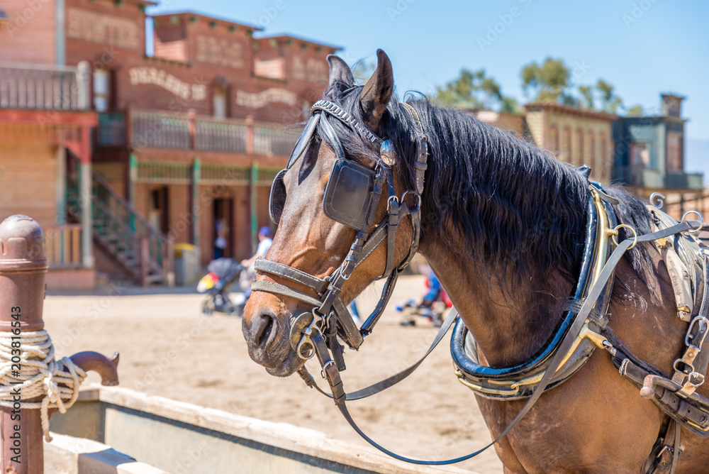 Obraz premium Working horse with blinders