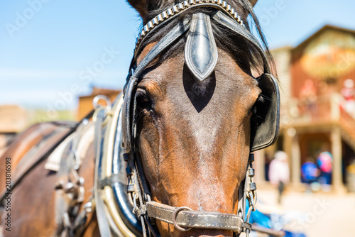 Foto Working horse with blinders