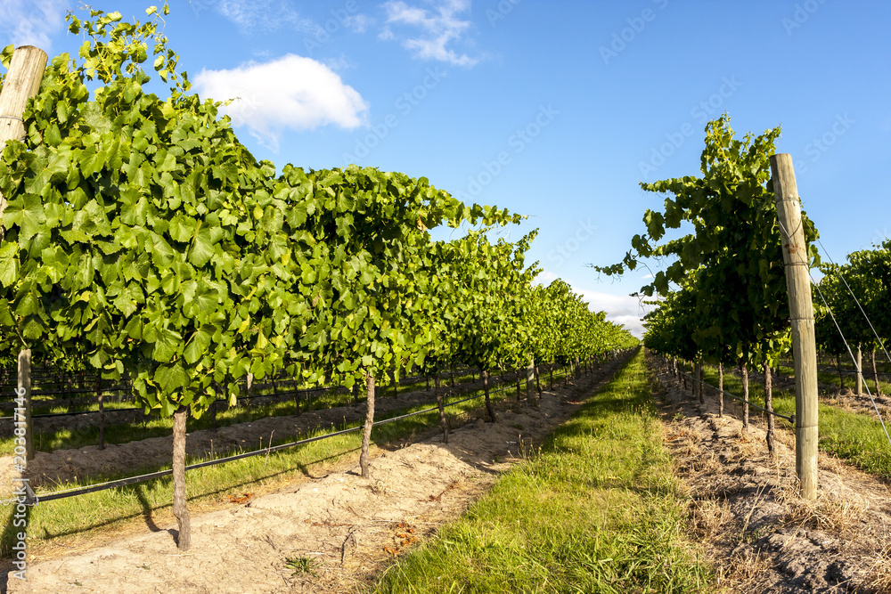 Naklejka premium Rows of grape vine. Wine valley in Barossa, South Australia.
