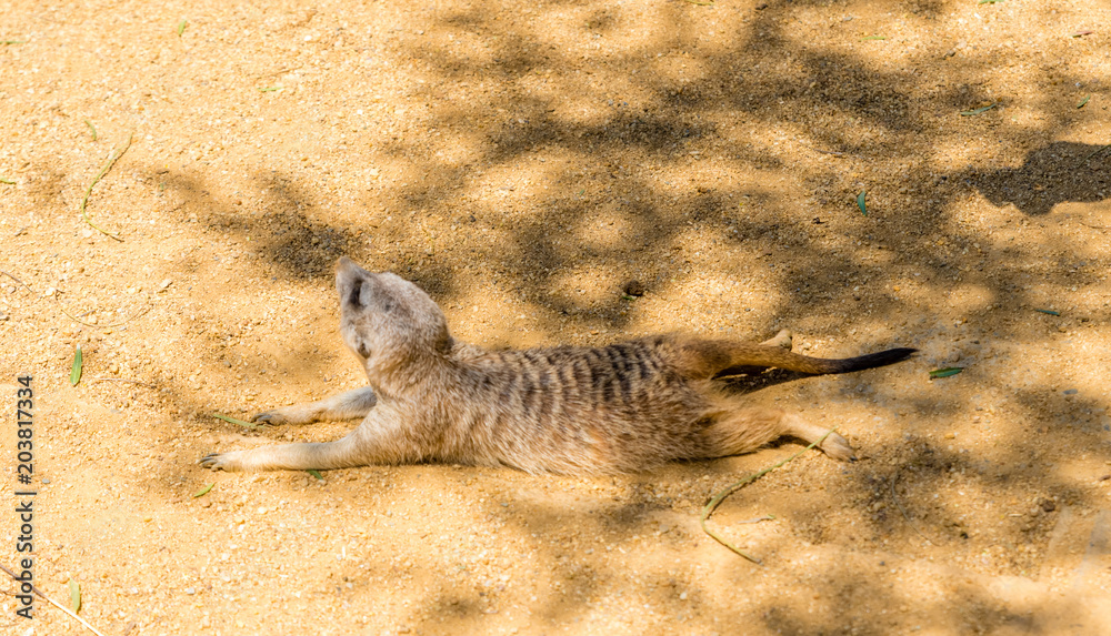 Obraz premium young Meerkat isolated