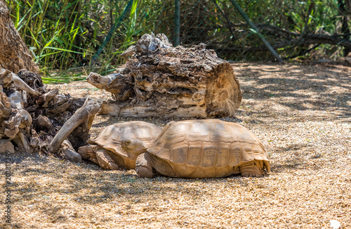 two Big Seychelles turtle, Giant tortoise,