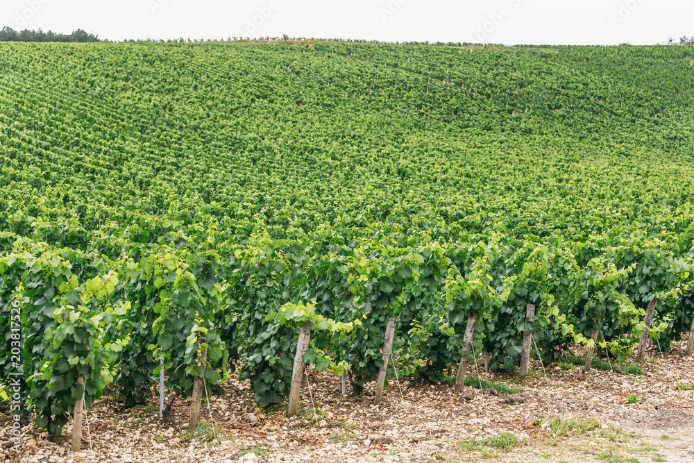 Green grape field in France