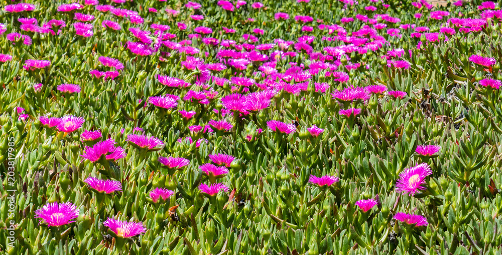 green and purple plants