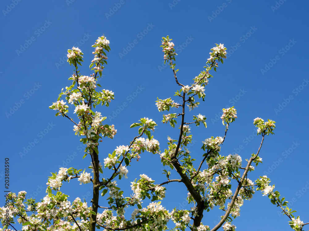 Junger blühender Mandelbaum vor blauem Himmel Junger blühender Mandelbaum vor blauem Himmel