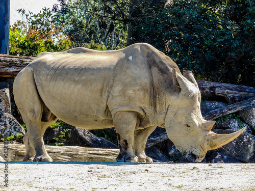 Northern White Rhino with large horn  Auckland Zoo  Auckland  New Zealand