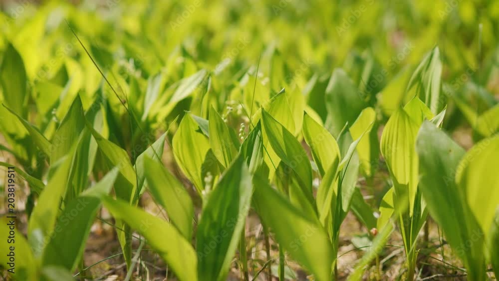 green leaves of young lily of the valley in the spring forest green leaves of young lily of the valley in the spring forest