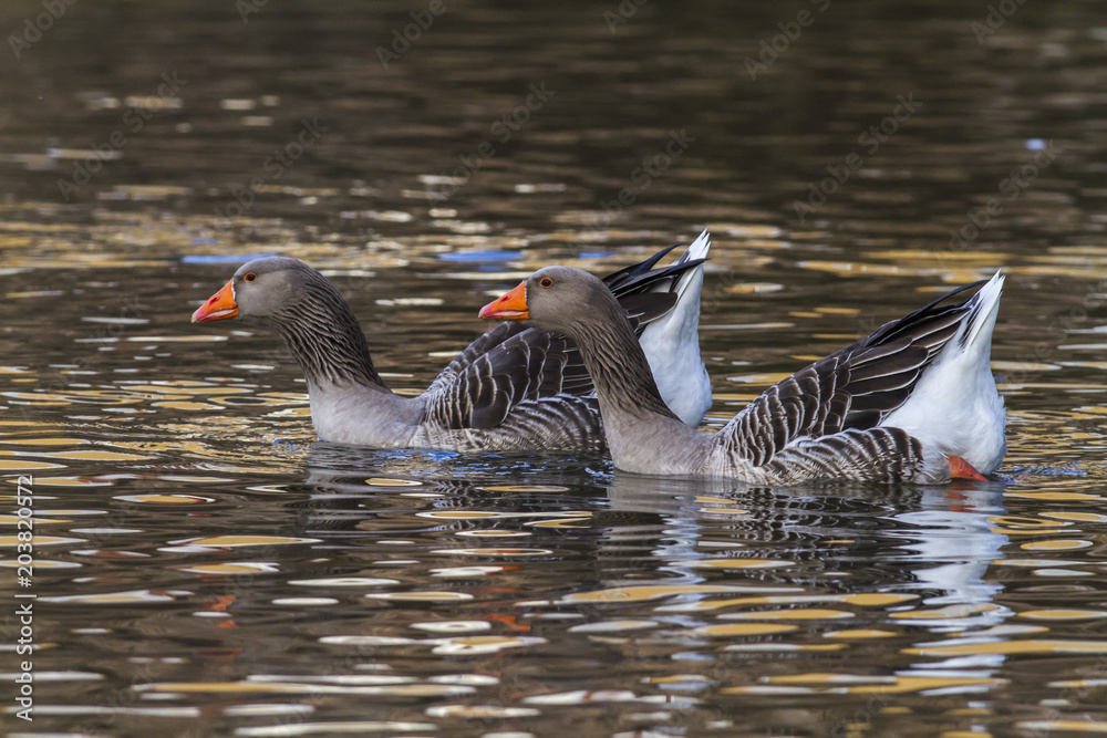 Hausgans (Anser anser domestica) Hausgans (Anser anser domestica)