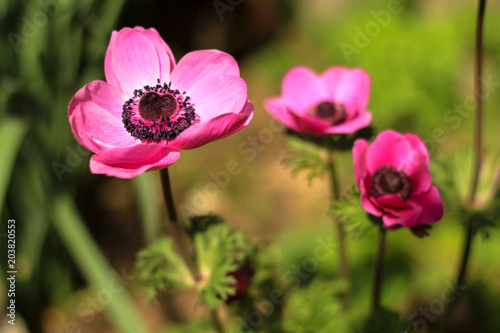 beautiful pink anemone flowers