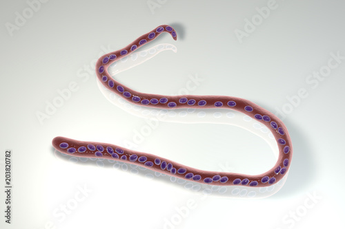 Mansonella streptocerca, a roundworm nematoda that causes streptocerciasis, subcutaneous filariasis, 3D illustration showing absence of sheath around worm and tail nuclei extending to tip with hook photo