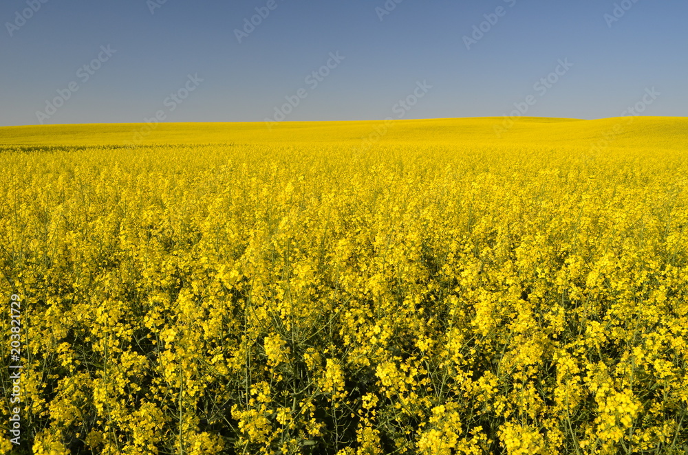 Pola rzepaku niedaleko Krakowa/Colza fields near Cracow, Lesser Poland, Poland