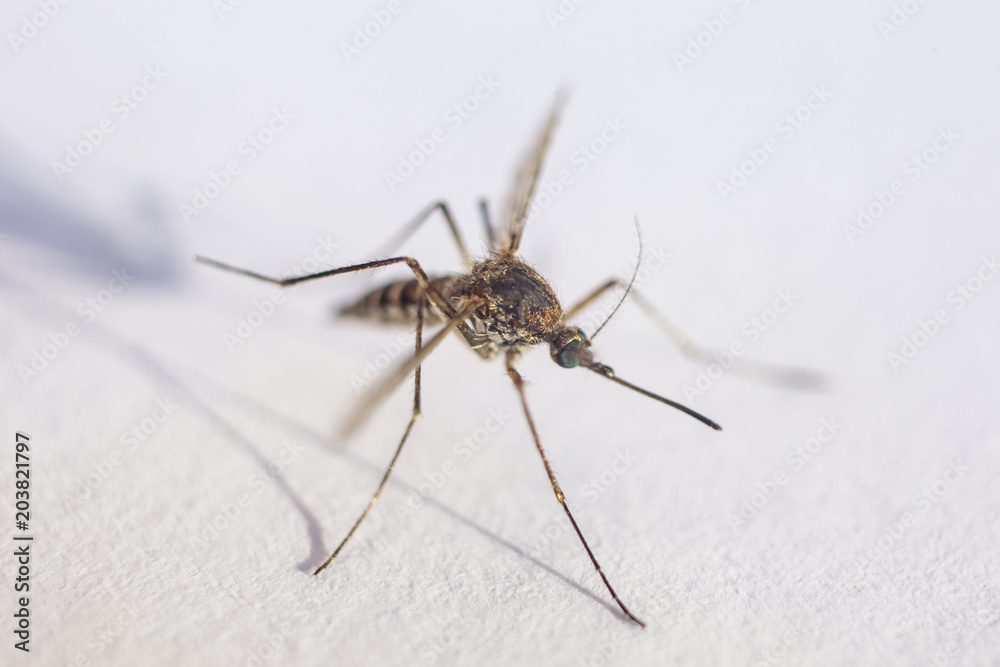 mosquito isolated on white background. Extreme close-up mosquito isolated on white background. Extreme close-up