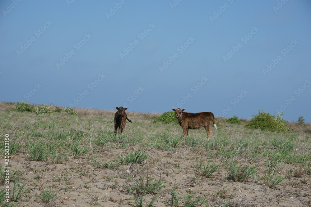 Fototapeta premium Two calves grazing in wilderness