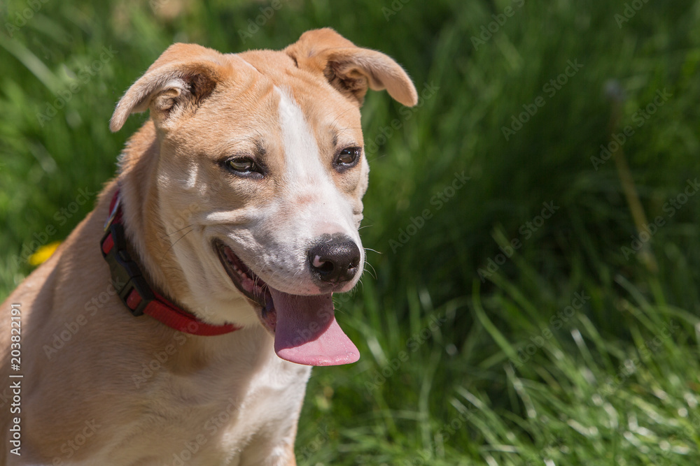 breed puppy indeterminate in belgium