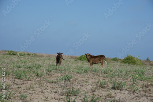 Two calves grazing in wilderness