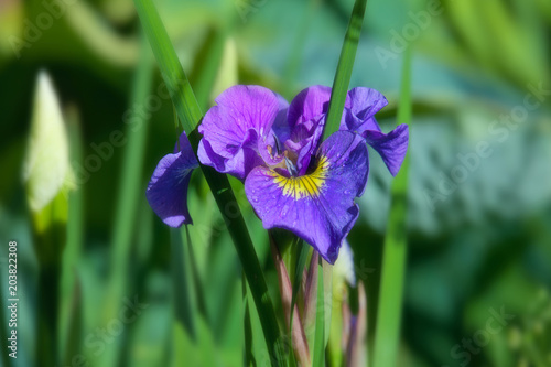 Fototapeta Naklejka Na Ścianę i Meble -  Iris blue