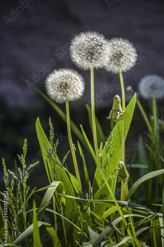 Fototapeta Naklejka Na Ścianę i Meble -  Three beautiful white dandelions with a dark background.