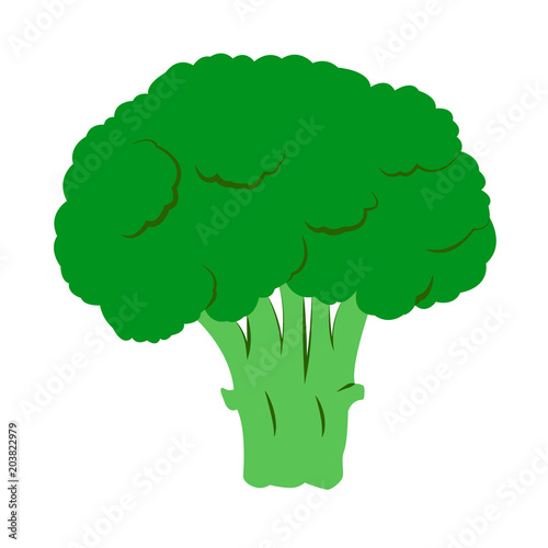Vector green broccoli on white background