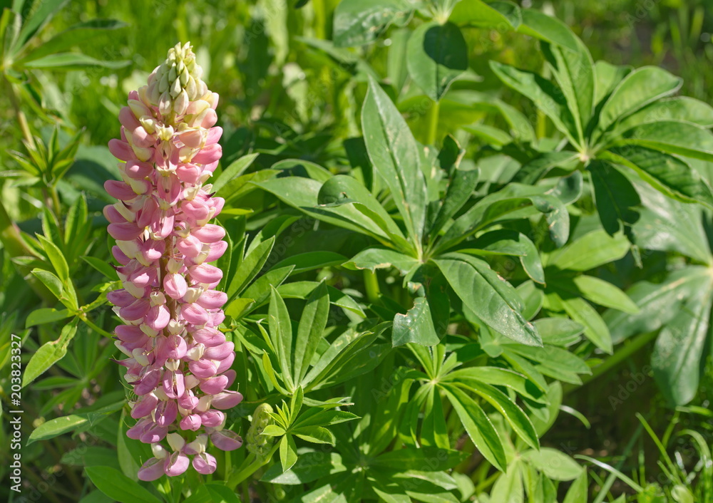 Lupinie im Garten StockFoto Adobe Stock