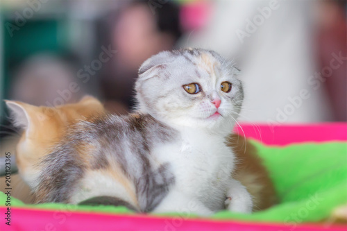 Little Scottish Fold kitten with yellow eyes. photo