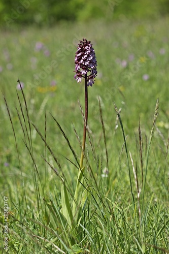 Purpur-Knabenkraut (Orchis purpurea) 