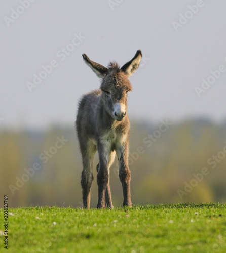 Cute baby donkey on floral pasture