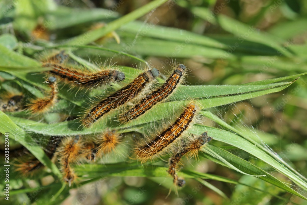 Fototapeta premium Raupen des Wolfsmilch-Ringelspinners oder Wolfsmilchspinners (Malacosoma castrensis)