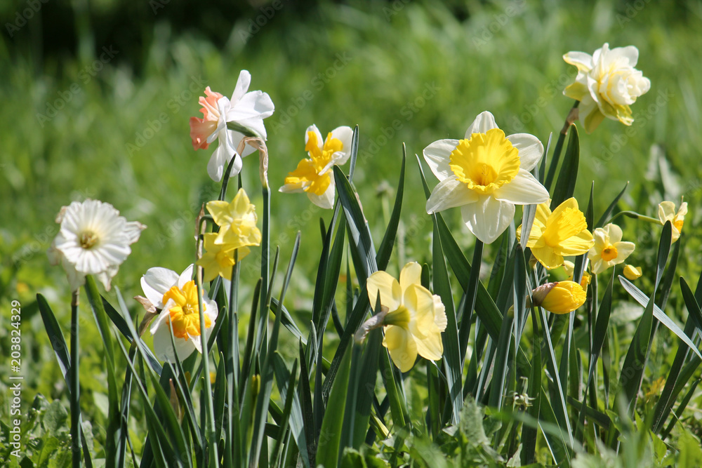 Green flowerbed with flowers of daffodils of different cultivars