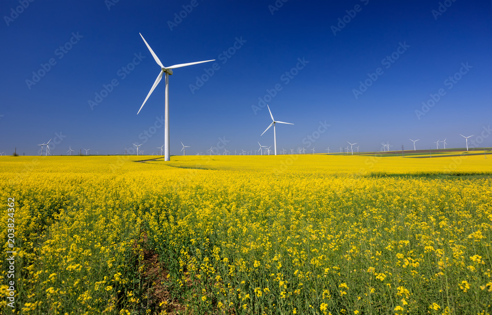 Wind turbines. Fields with windmills. Rapeseed field in bloom. Renewable energy. Protect the environment. Dobrogea, Romania Wind turbines. Fields with windmills. Rapeseed field in bloom. Renewable energy. Protect the environment. Dobrogea, Romania