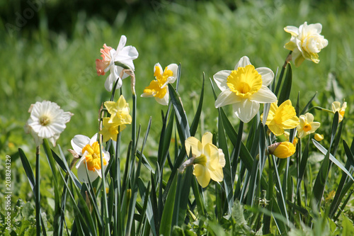 Fototapeta Naklejka Na Ścianę i Meble -  Green flowerbed with flowers of daffodils of different cultivars