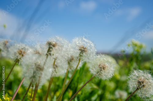 White dandelions against the blue sky and fields of green grass.