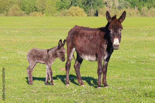 Baby donkey and mother on floral field © Geza Farkas