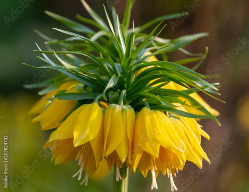 Gelbe Kaiserkrone (Fritillaria imperialis) photo