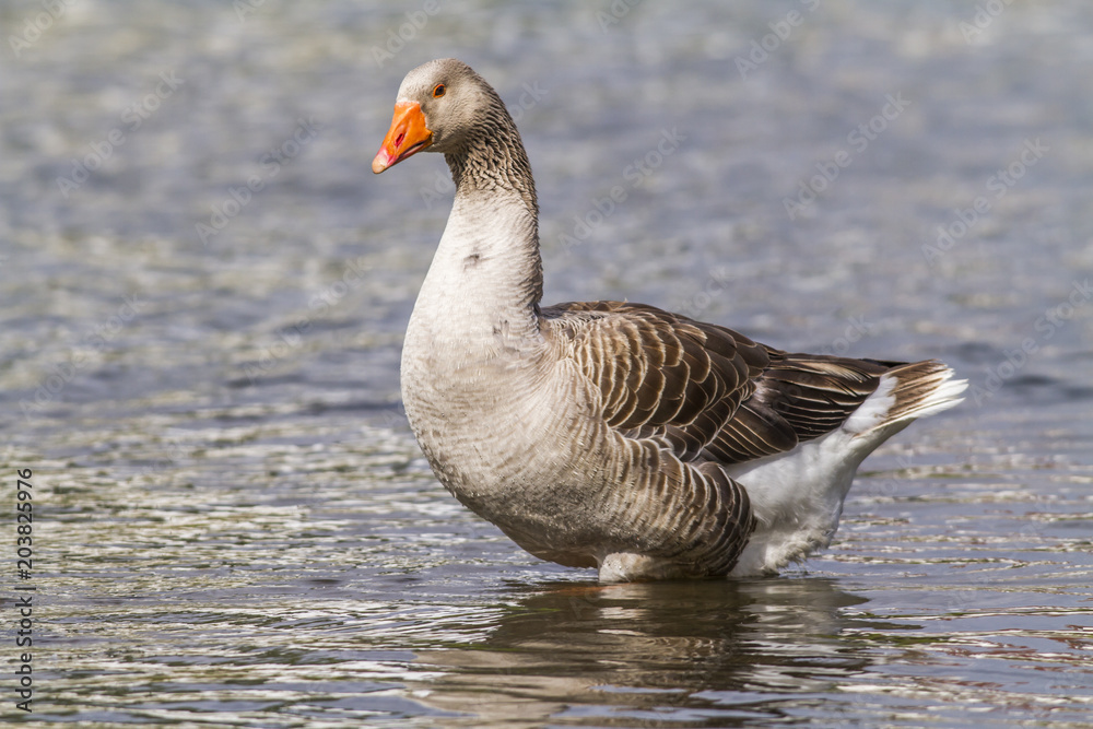 Domestic goose (Anser anser domestica) Domestic goose (Anser anser domestica)
