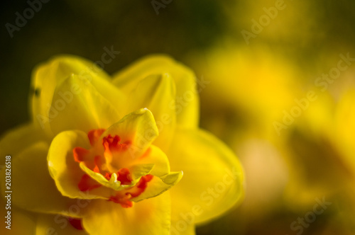 yellow huge bright daffodils