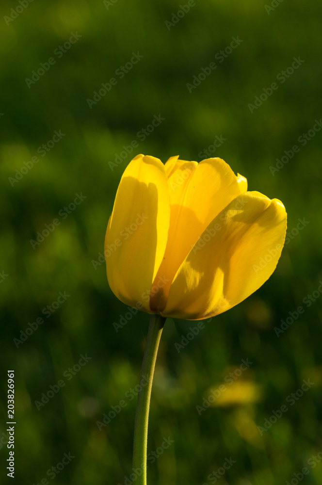 colorful tulips in early spring in the garden colorful tulips in early spring in the garden