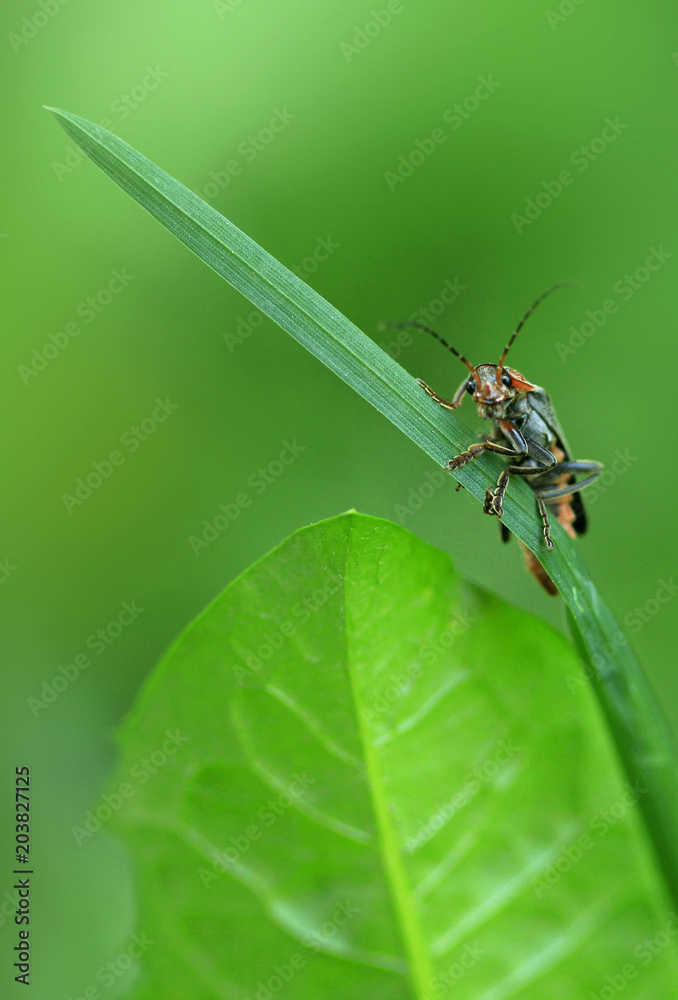 cute bug sitting on grass cute bug sitting on grass