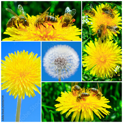 Fototapeta Naklejka Na Ścianę i Meble -  Photo collage with dandelions and bees